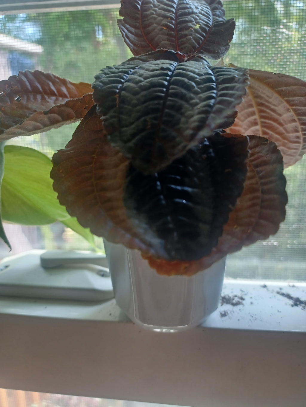 Friendship Plant