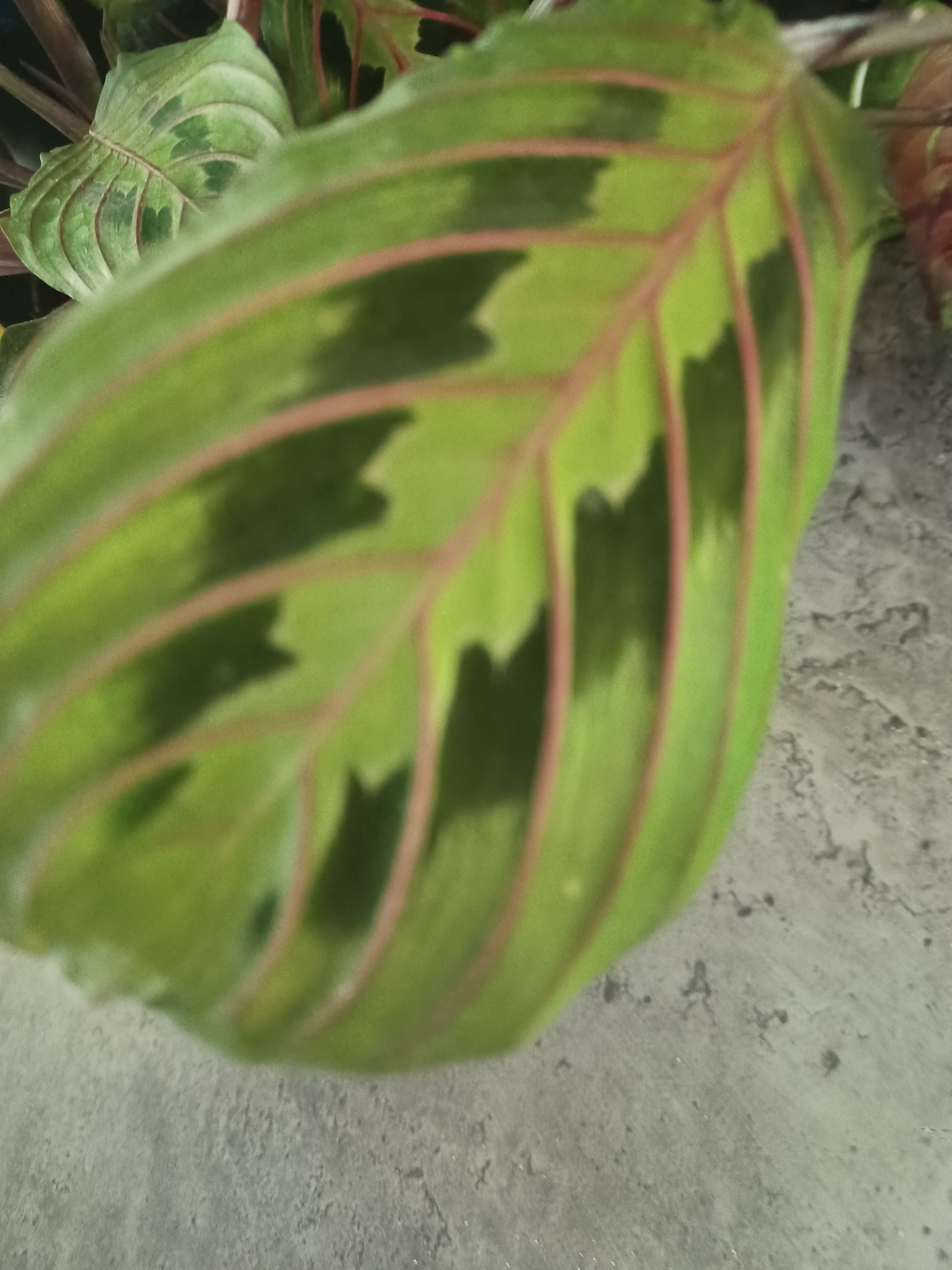 CALATHEA MARANTA