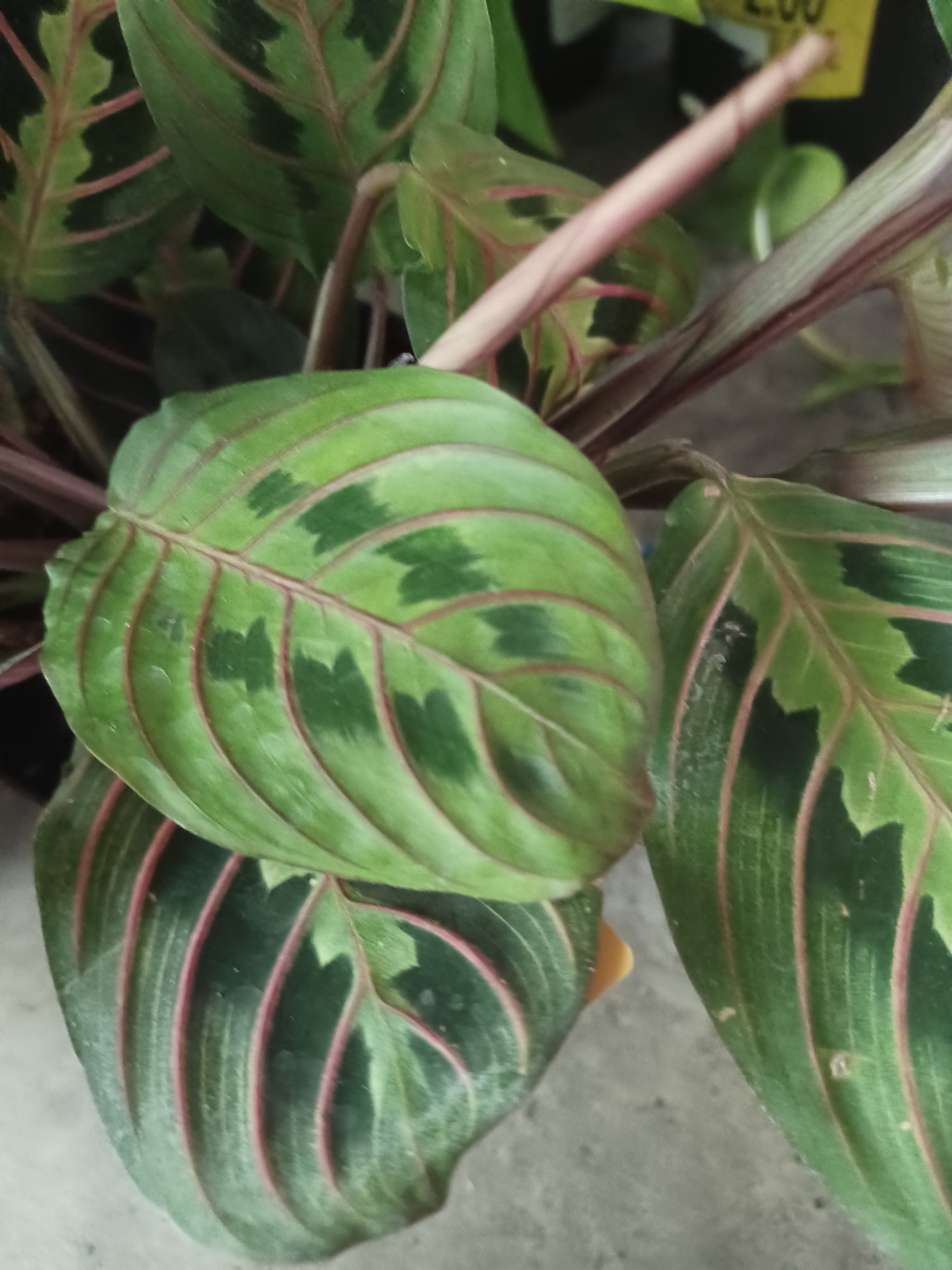 CALATHEA MARANTA
