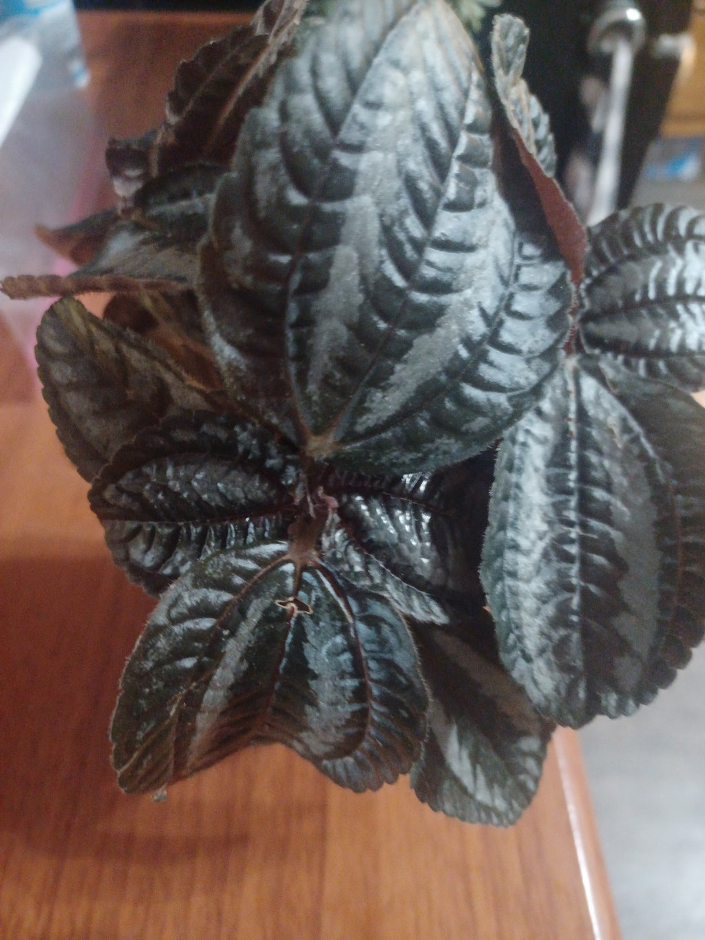 Friendship Plant