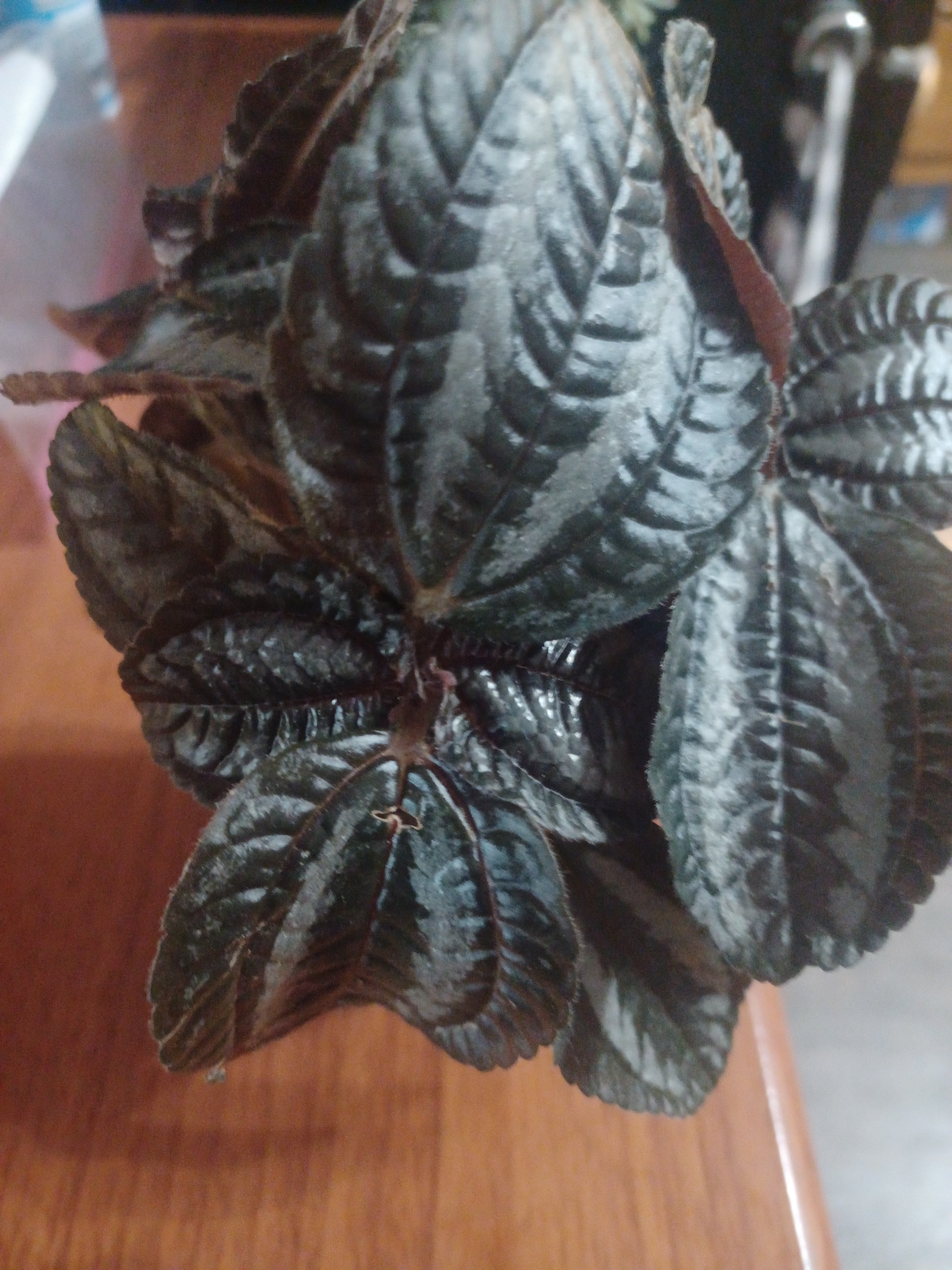 Friendship Plant