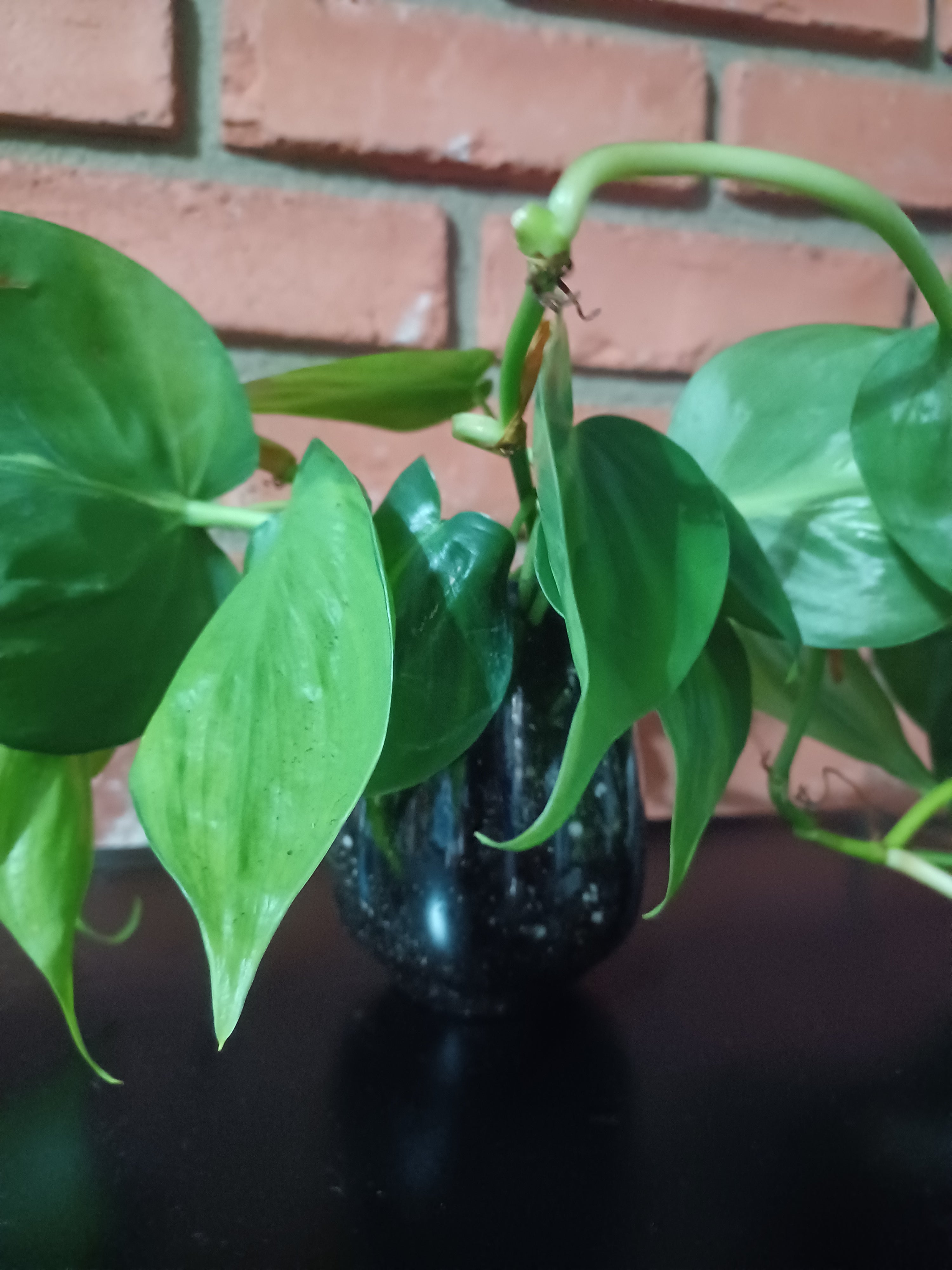 Brasil Philodendron